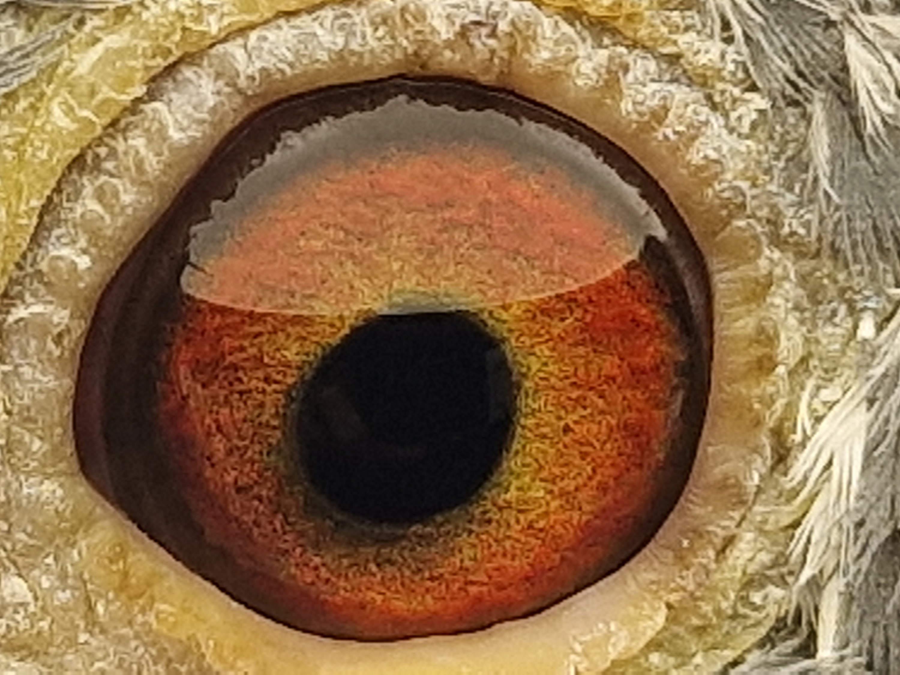 Pigeon eye